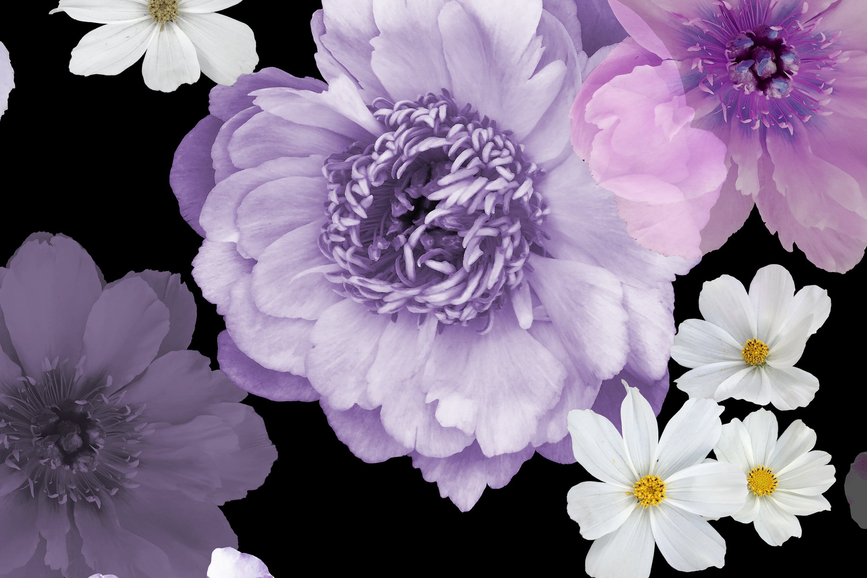 #color_BLACK/LAVENDER