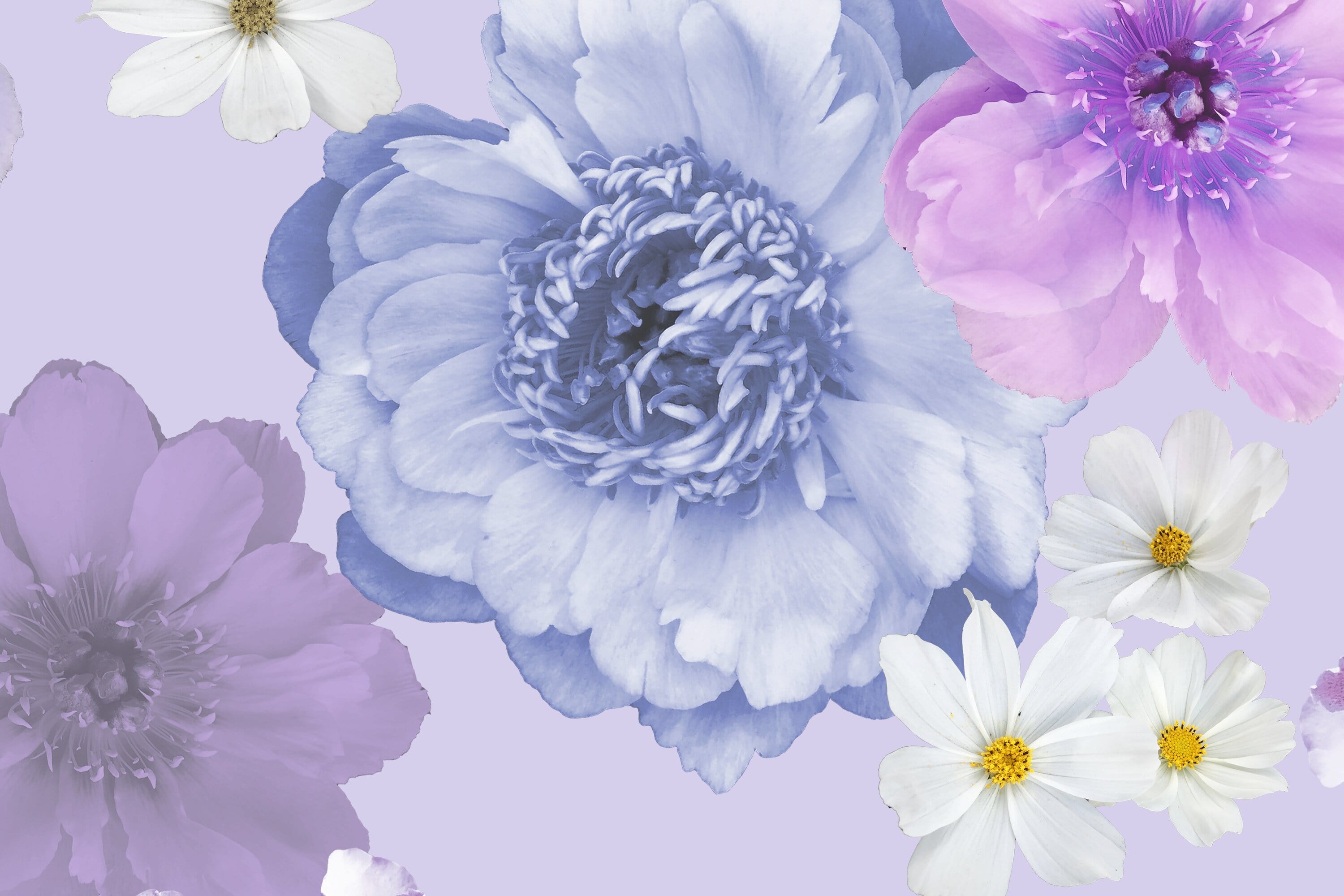 #color_LAVENDER/PERI