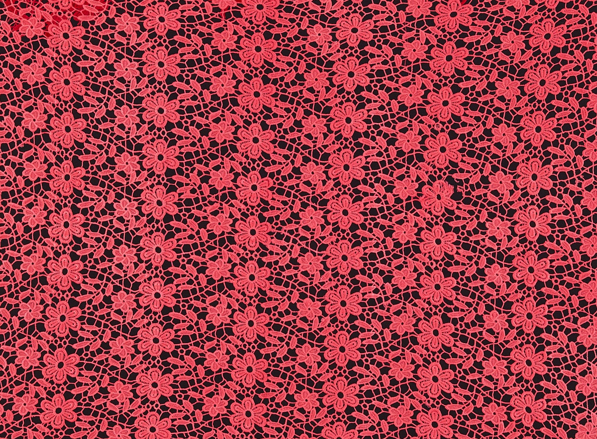#color_DASHING CORAL